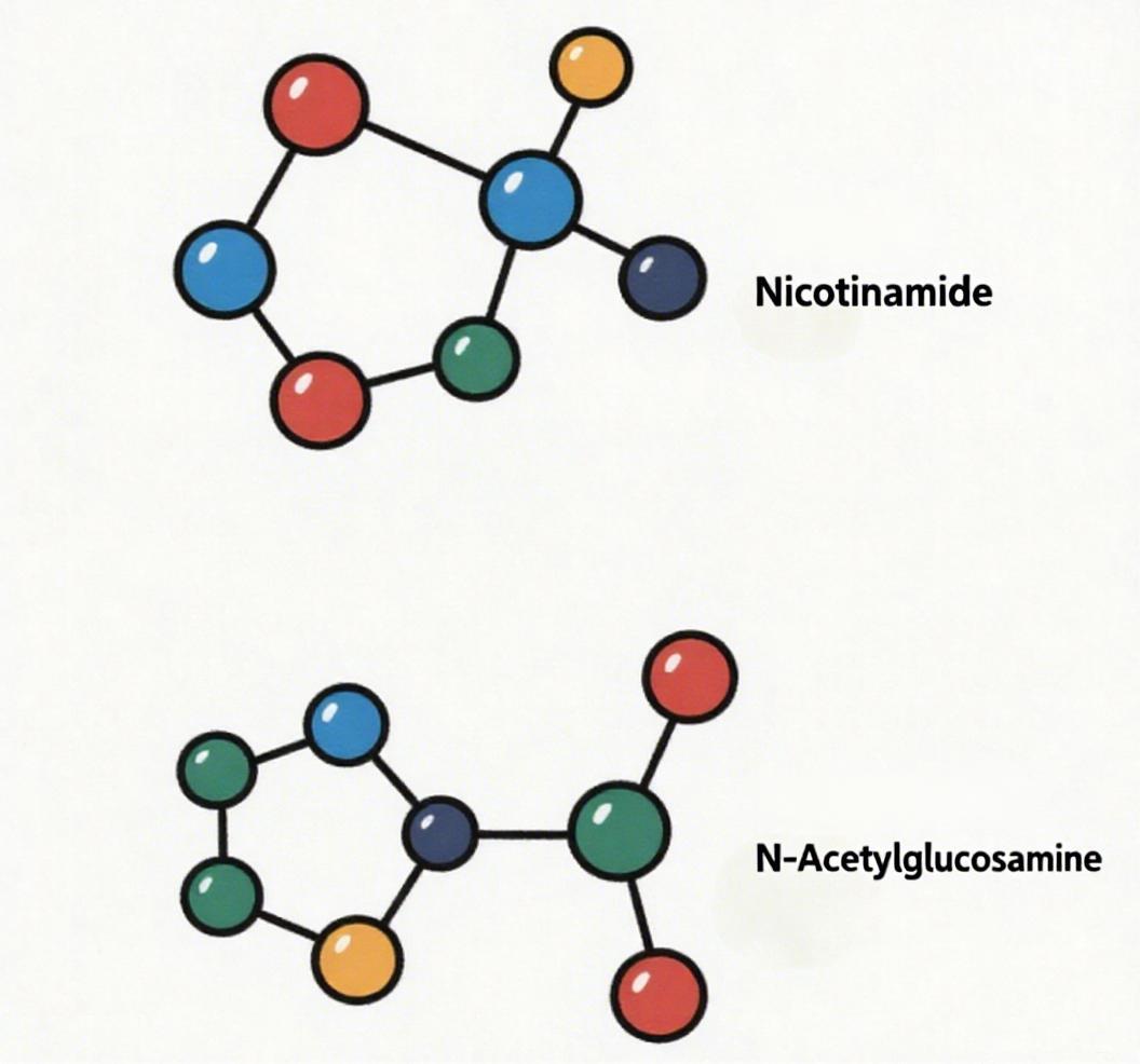 Comprehensive Whitening Pathways Achieved! Niacinamide Acetyl Glucosamine: The Textbook "Synergistic Aesthetics" – A New Alternative Beyond Vitamin C in the AM and Retinol in the PM!