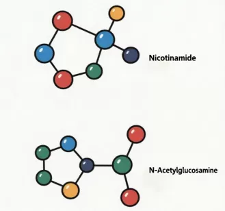 Comprehensive Whitening Pathways Achieved! Niacinamide + Acetyl Glucosamine: The Textbook "Synergistic Aesthetics" – A New Alternative Beyond Vitamin C in the AM and Retinol in the PM!