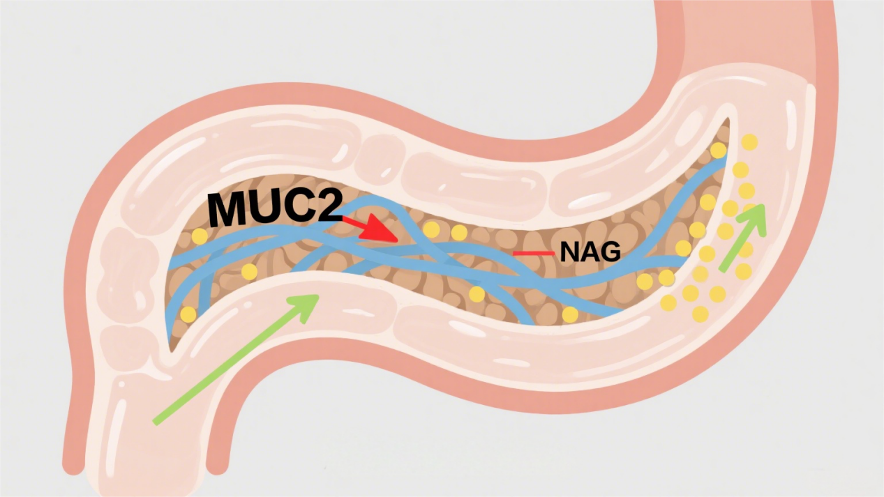The New Code to Gut Health: N-Acetyl Glucosamine (NAG)—The "Golden Fuel" for Next-Gen Probiotic AKK