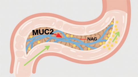 The New Code to Gut Health: N-Acetyl Glucosamine (NAG)—The "Golden Fuel" for Next-Gen Probiotic AKK