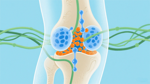 The Joint Trio: The Synergistic Secrets of N-Acetyl Glucosamine, MSM, and Chondroitin