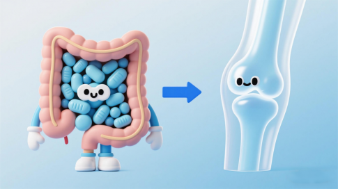 A New Strategy for Joint Health via the Gut: When N-Acetyl Glucosamine Meets Inulin