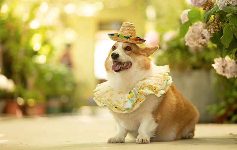 Animal Nutrition