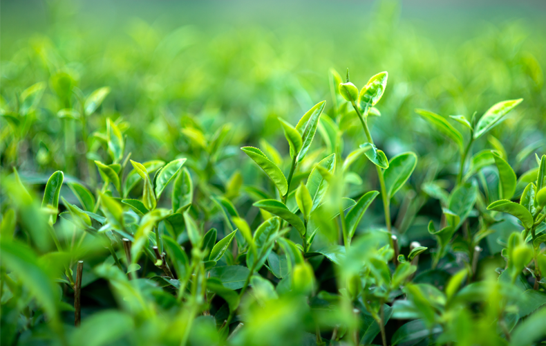 Plant Nutrition
