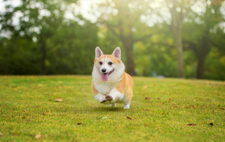 Pet Nutritional Supplements